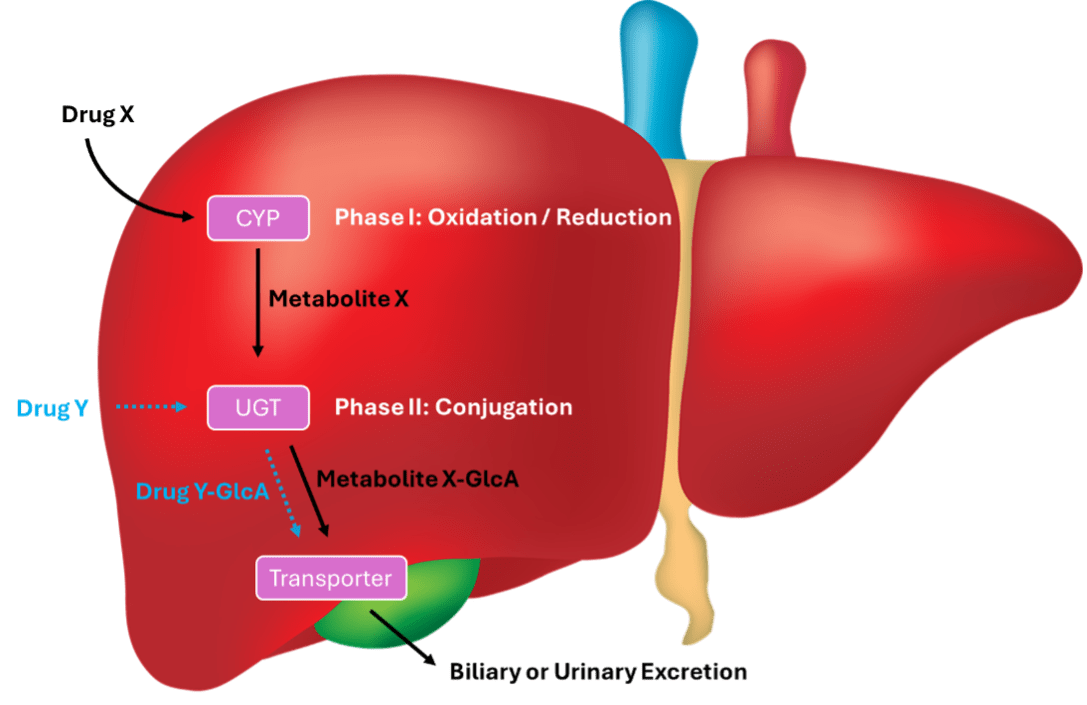 metablolism steps in the liver